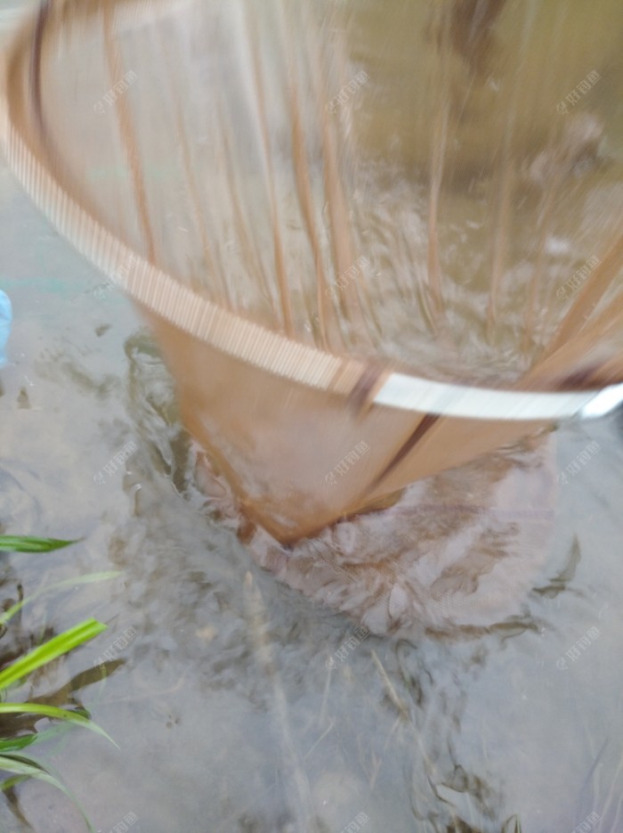 下雨也出钓,钓鱼发烧友