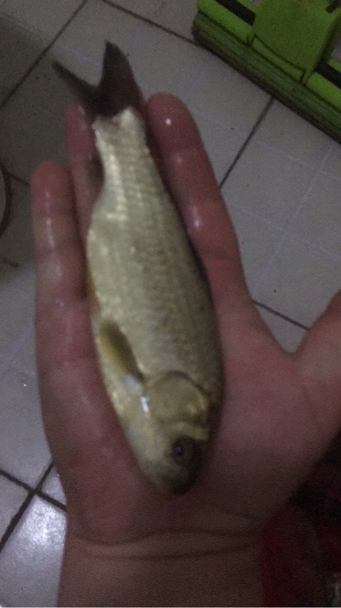 4.15,江边小钓,收获鲫鱼