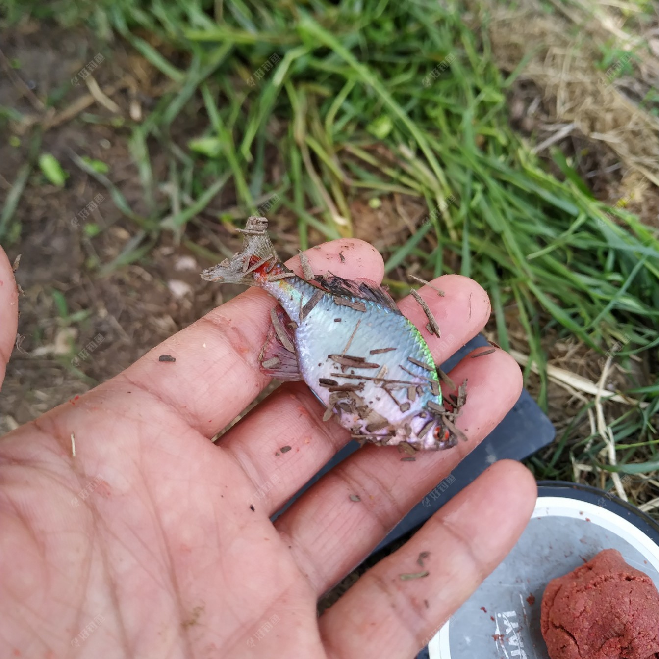爽钓半小时 螺蛳鳊来到