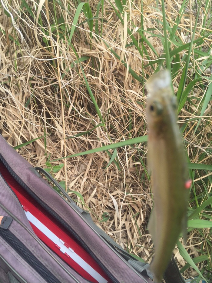 阴晴冷暖风不定，白条翘嘴鲫鱼稀