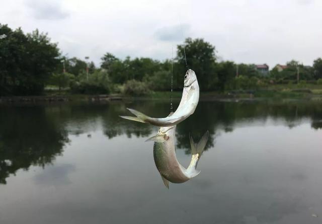钓白条要把控好味型调对状态,才能钓得更顺