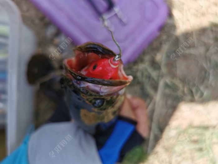路亚，要得就是刺激的那一口
