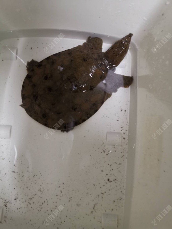 夜战老菜地，三鲫两泥鳅