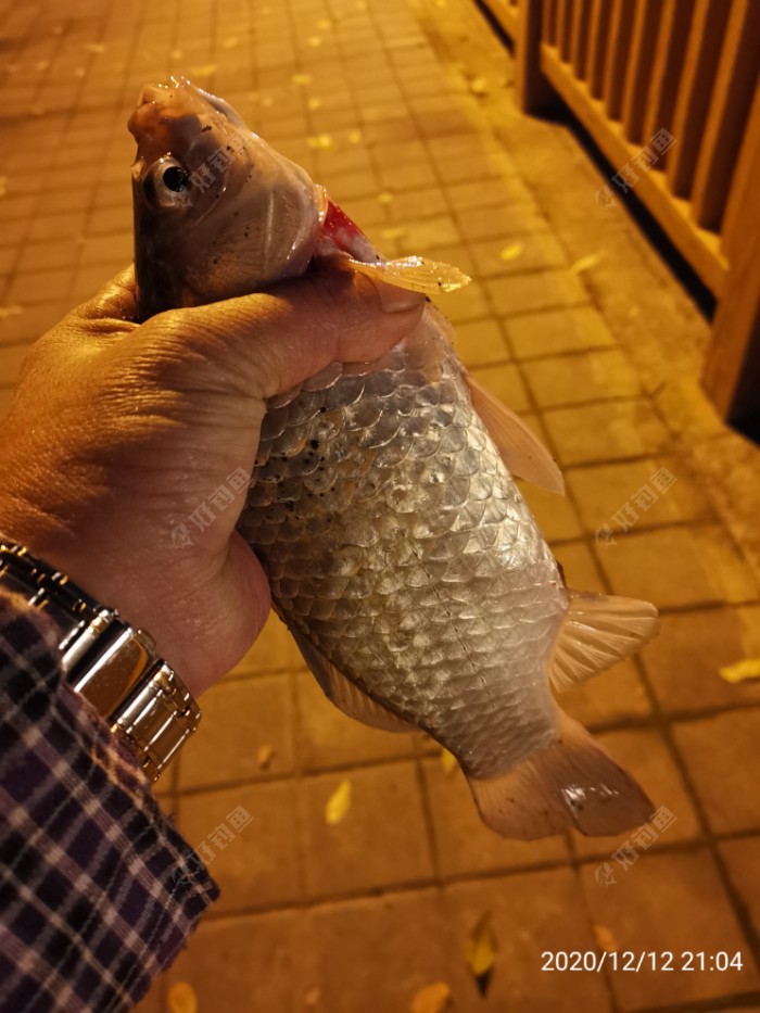 临行玩玩路亚白条 黄梅期间又遇蓝藻