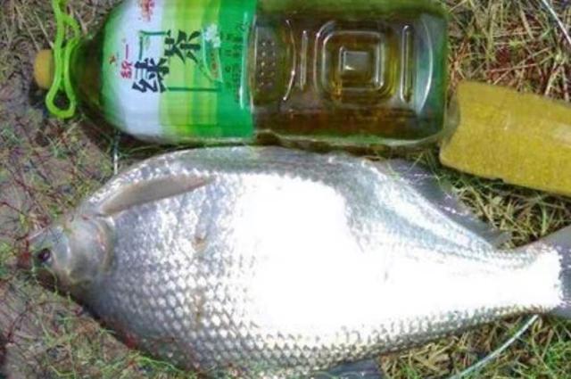 据说天气越热,这鳊鱼钓法反而更管用