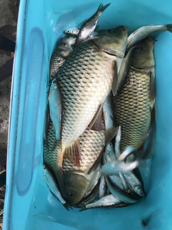 寒冬钓鲤鱼攻略,水底地形是关键,饵料添加剂配方分享