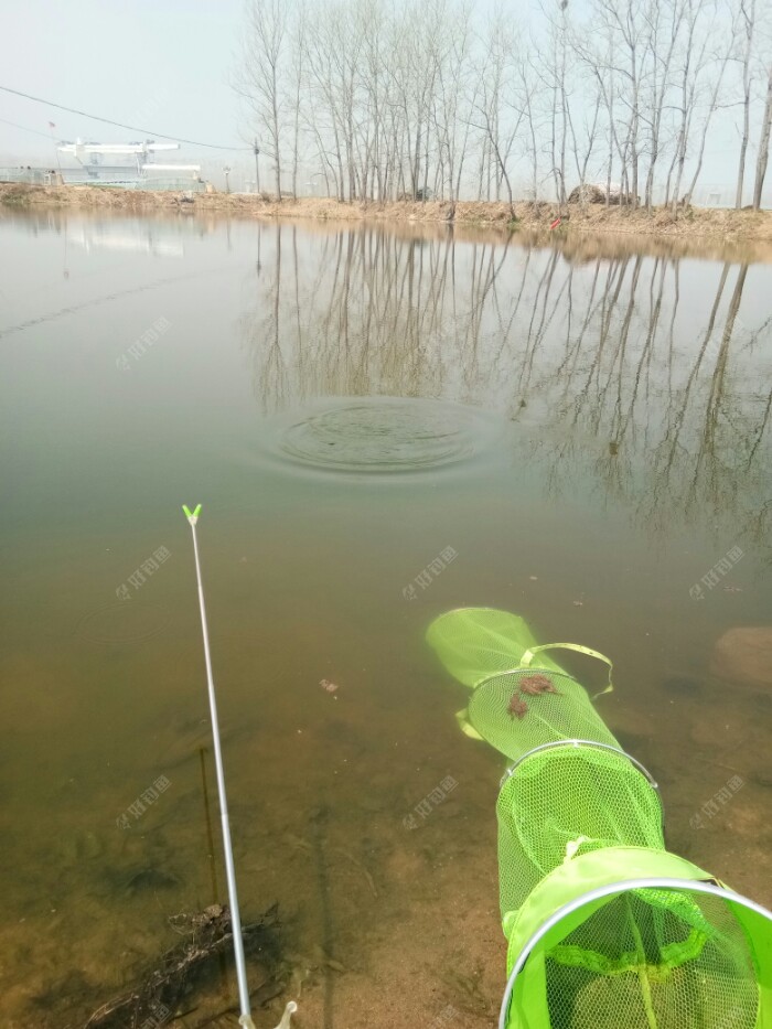 拉河试的你来我往,时而出水露露头,就是不往抄网里进,心想,小子毛一(这词实在是不会写?)的你还不服是怎着。