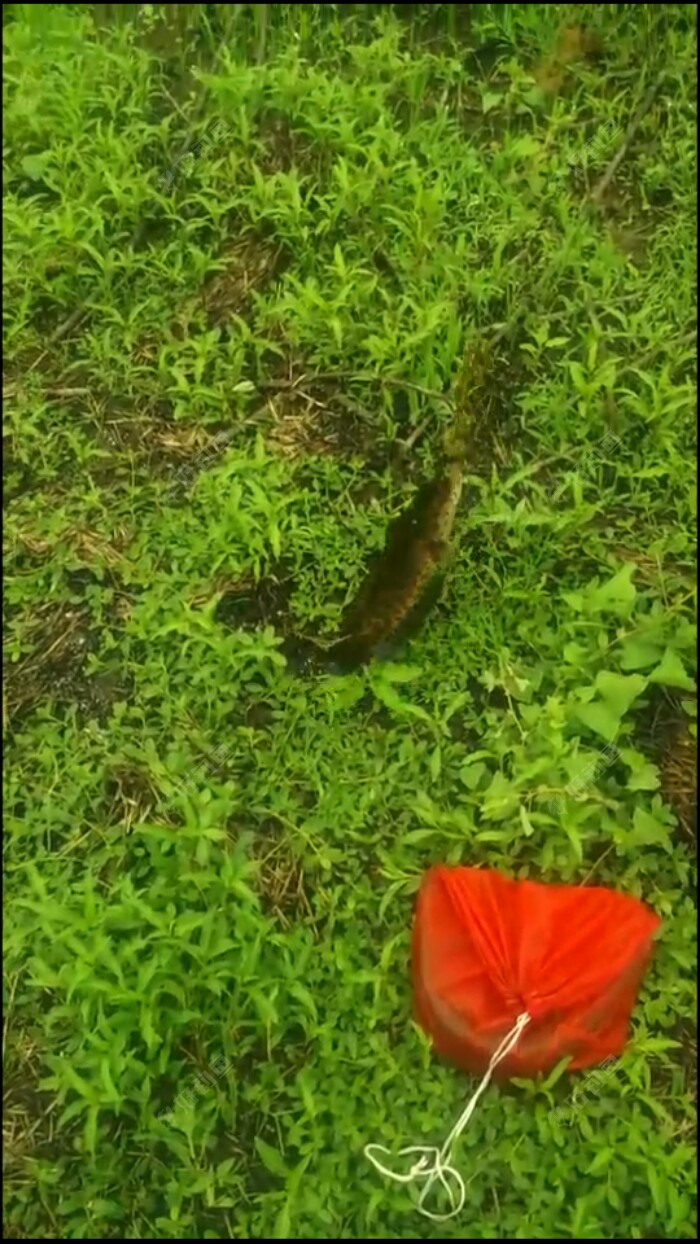春季雷强之二十一,自留塘里再显身手