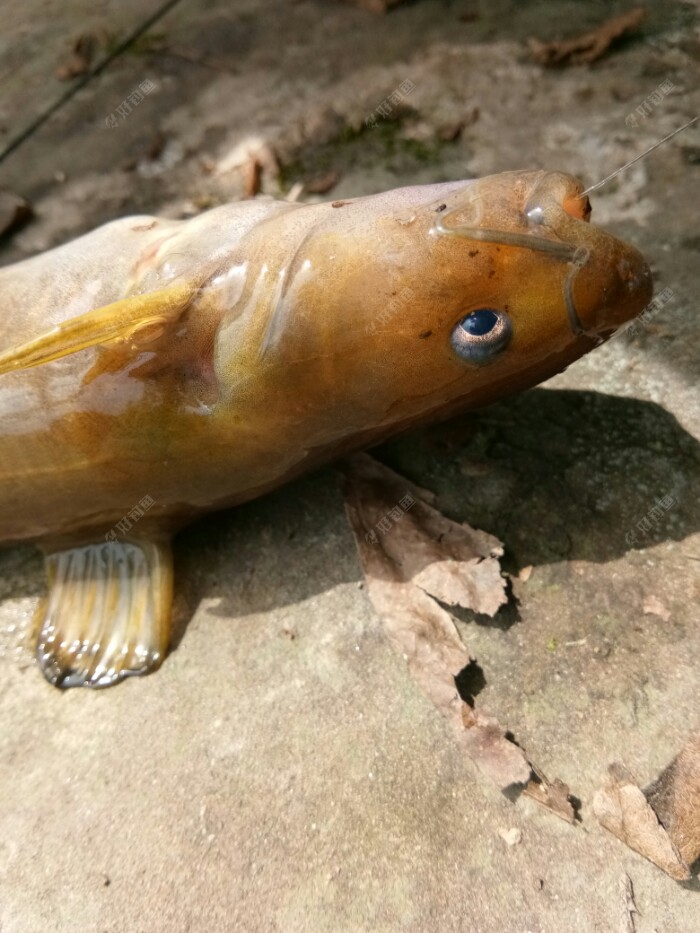急流获得黄辣丁