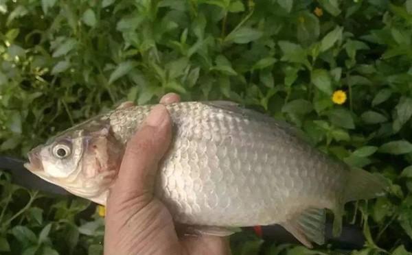 夏季为什么鲫鱼这么难钓?