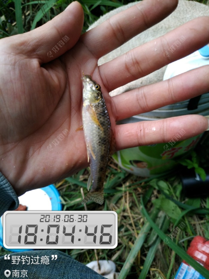 今天的任务是拉白条,顺带了几条鲫
