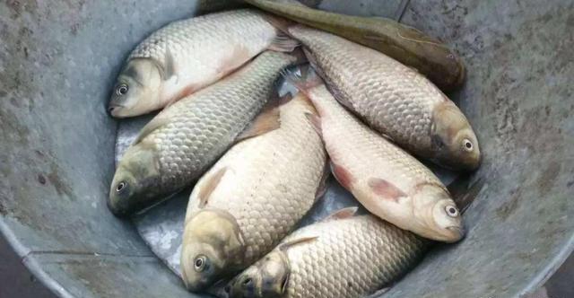 夏季钓鲫鱼这款饵料可以试试