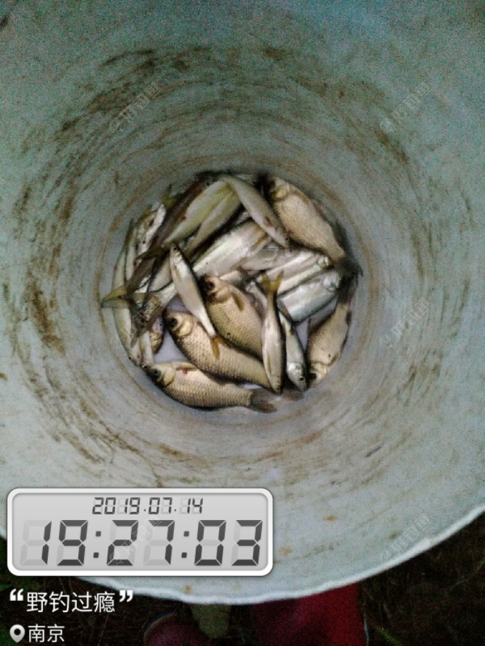 传统钓法拉白条,意外收获满满
