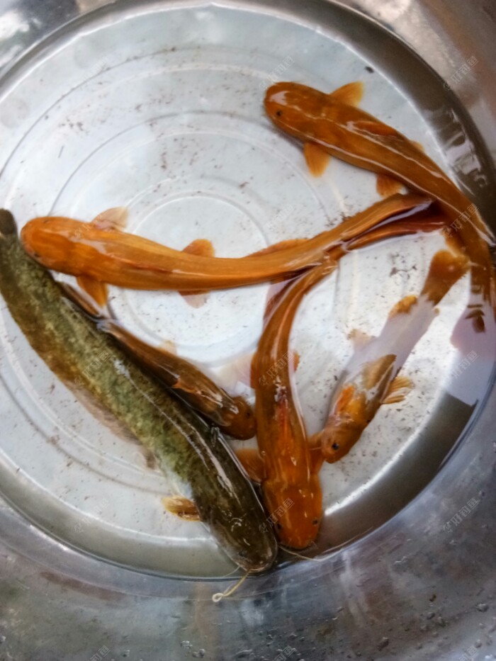 大雨停，父女婿趁机乐得黄鲶鱼