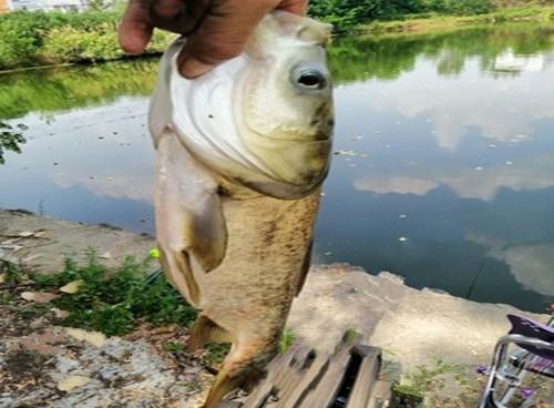 初秋高温野钓鲢鳙的三大技巧，详细解析