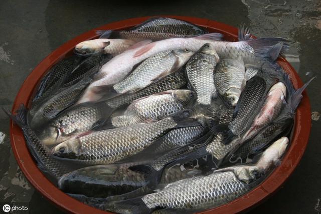 秋季如何才能有更好的鱼货,送上秋钓鲫鱼饵料配方