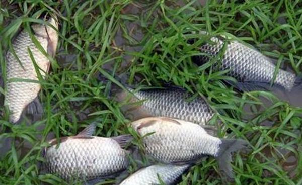 台钓用蚯蚓、红虫钓鱼,怎么调漂才好用呢?