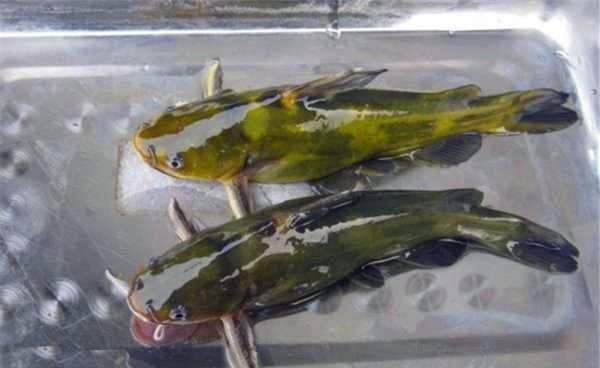 秋季野钓黄颡鱼的钓法,还是这种最给力
