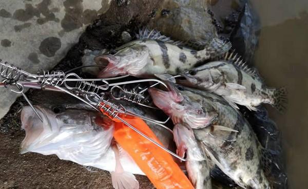 没钓过鳜鱼?试试民间的这种钓法,简单好用