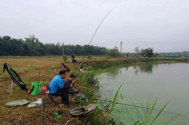 秋钓鲤鱼宁可不用小药,也要试用这三个制胜妙招
