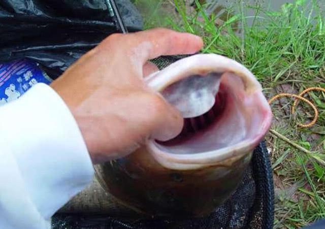 手竿如何垂钓大头鱼,4个方面重点就是饵要轻雾化好