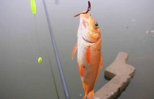 冬季野钓,蚯蚓和红虫,哪一个做钓饵效果更好