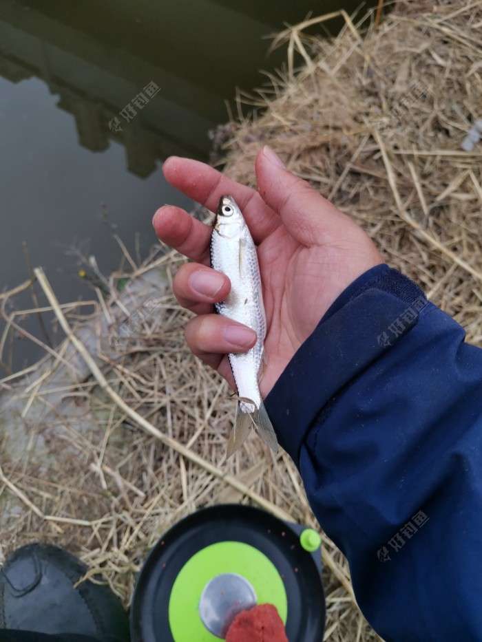 这个冬至白条,麦穗,鳑鲏陪我解毒