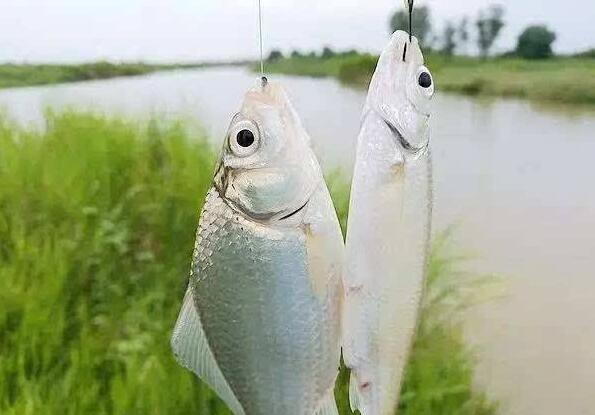 湘鲫鱼与鲫鱼有什么区别?野钓高手告诉你