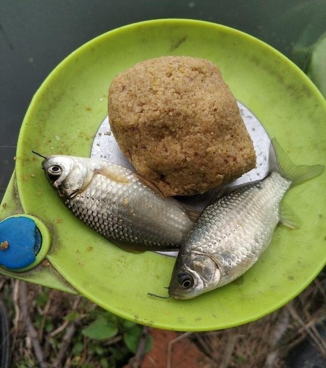 野河短竿抽钓,拉饵离底滑钓鲫鱼,30多条鲫鱼连竿咬钩