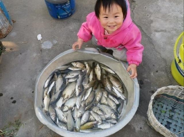 酒米窝料诱鱼，钓获100多条野生鲫鱼