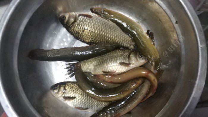过期鱼饵夜钓,险些空军,幸好蚯蚓来帮忙