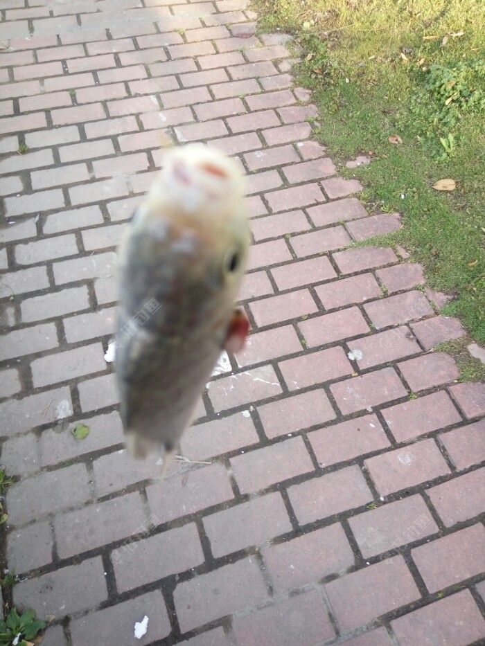 春暖花开,阳光明媚的晚春,鲫鱼连竿