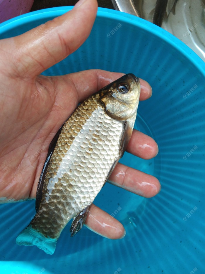 踏青节 拜拜了故黄河