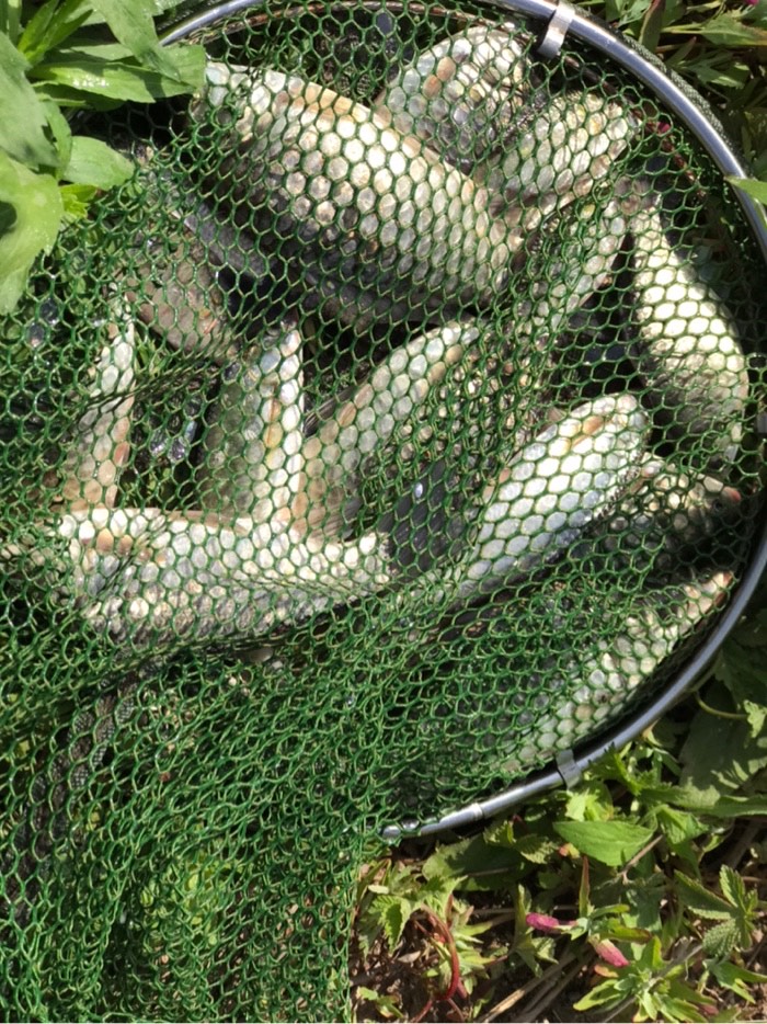 昨天河水暴涨,今天鱼口不好