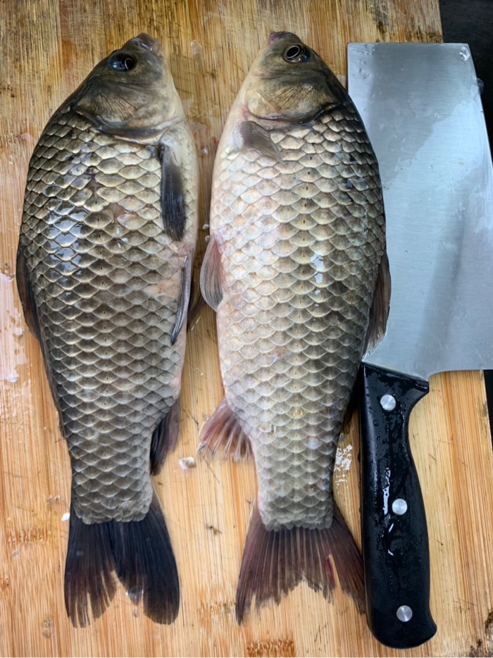 板鲫难觅今得见，河里面钓的