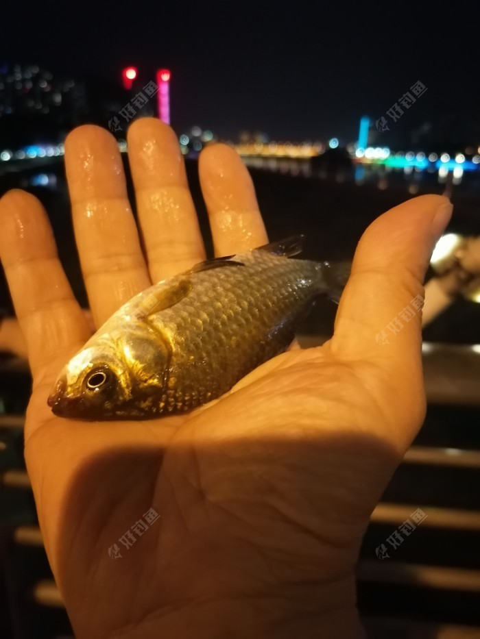 夜钓模式 一尾鱼获