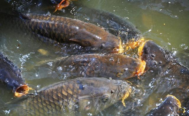 黑坑垂钓总是出现火箭口该怎么办?饵料状态、灵顿是关键