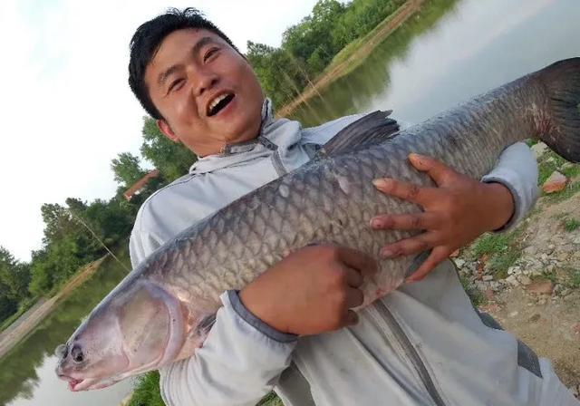 垂钓黑坑青鱼,合理分析鱼情,及时调整饵料与作钓思路