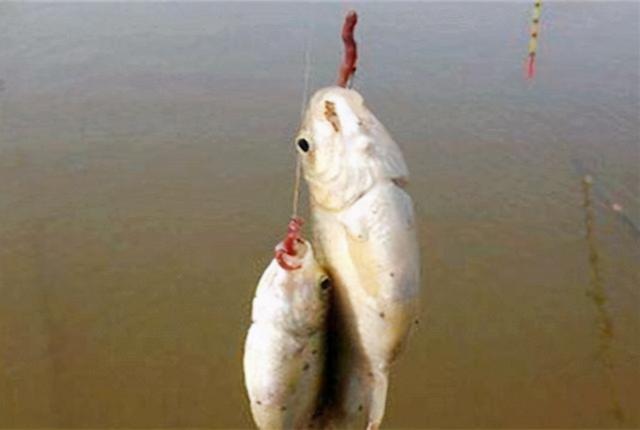 双钩挂蚯蚓野钓,就用这两种调漂方法,漂动就提