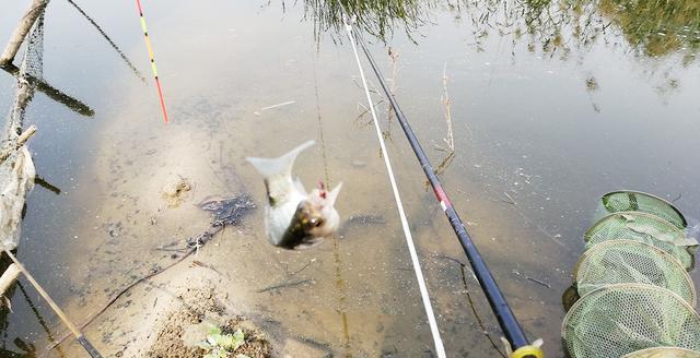 能钓多少鱼,并不是靠饵料、小药和打窝