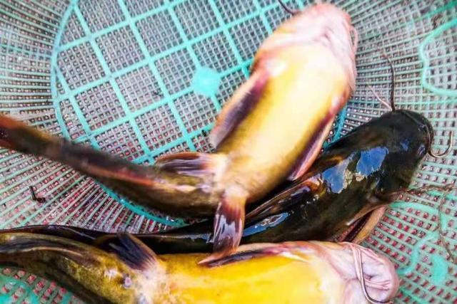黄颡鱼最新颖的钓法,每次钓完还想钓特过瘾