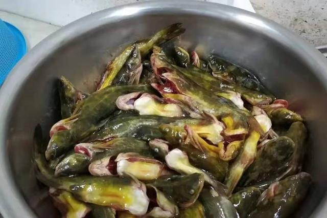 对付黄颡鱼我从不手软,一周钓上五六次