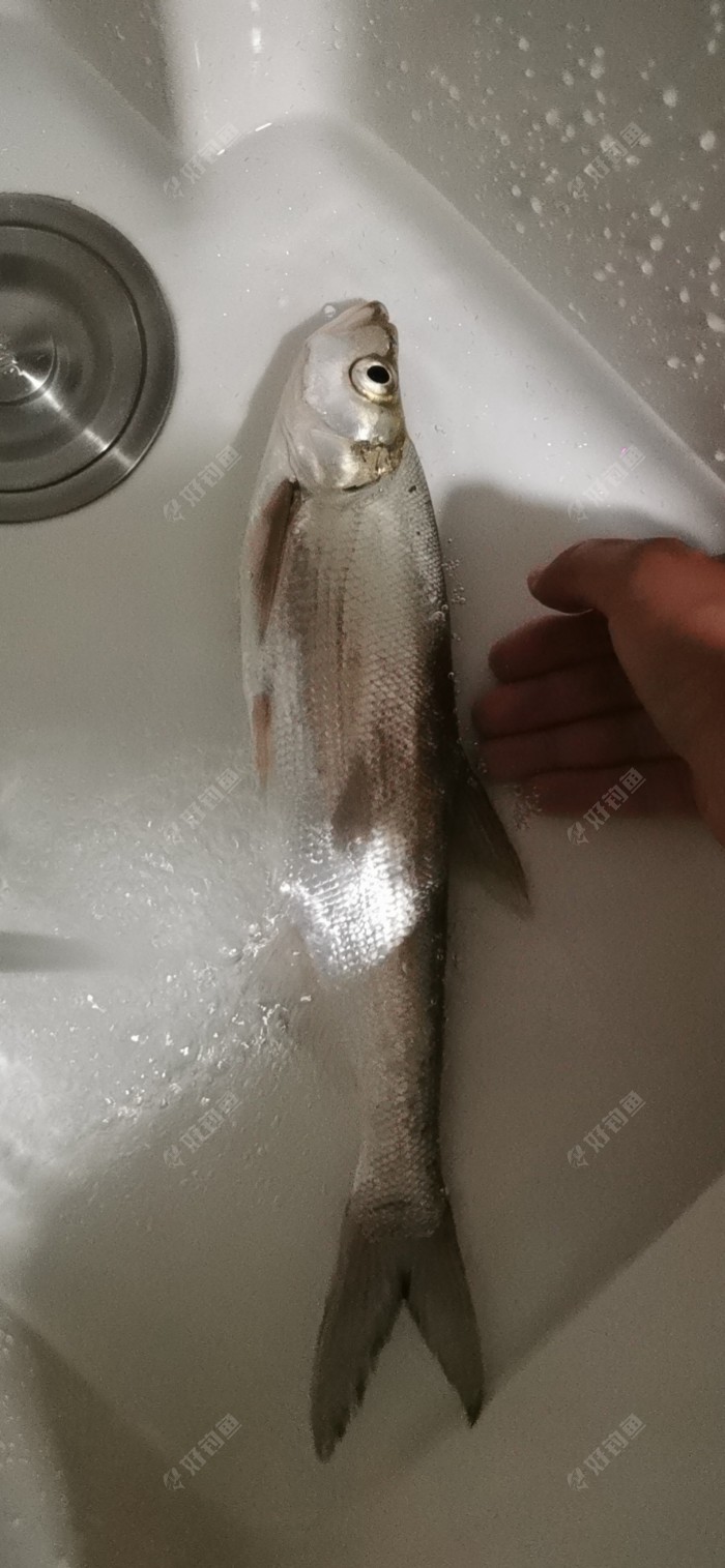 城市路亚的魅力就在于：不打龟，离家近