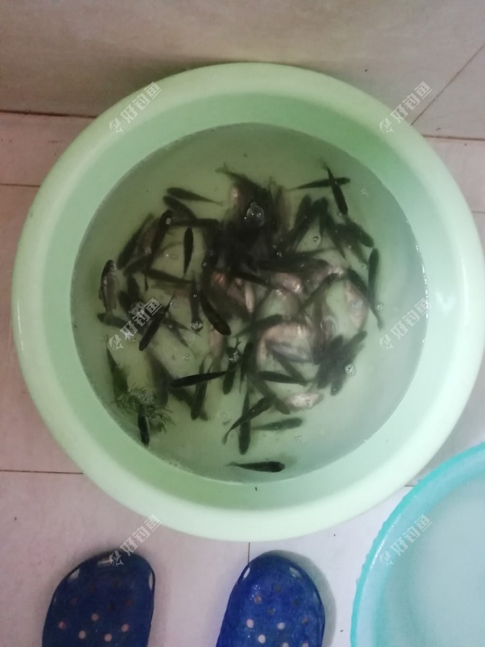 论钓白条频率的重要性