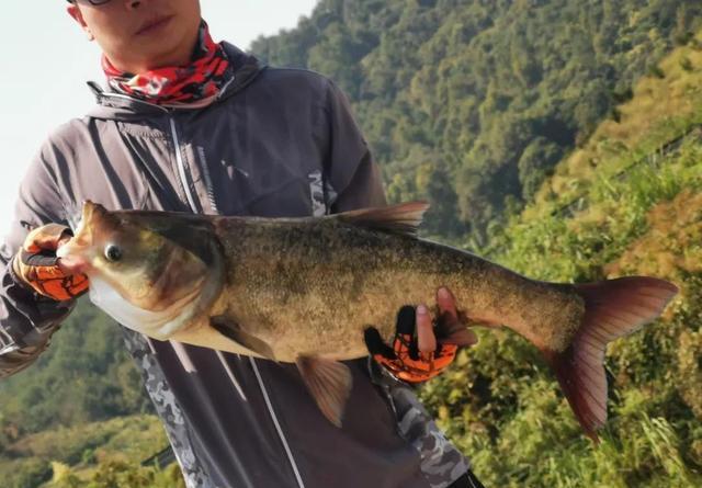 手竿钓鲢鳙,你不知道的5个小知识