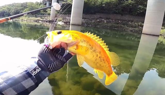 浙江男子钓获“金鳜鱼”，拍照后将其放生，网友：是我就放油了