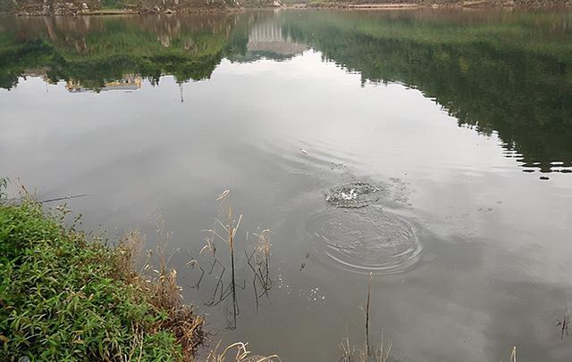 黄颡鱼是“水蜂子”?并不是,身价相差10倍