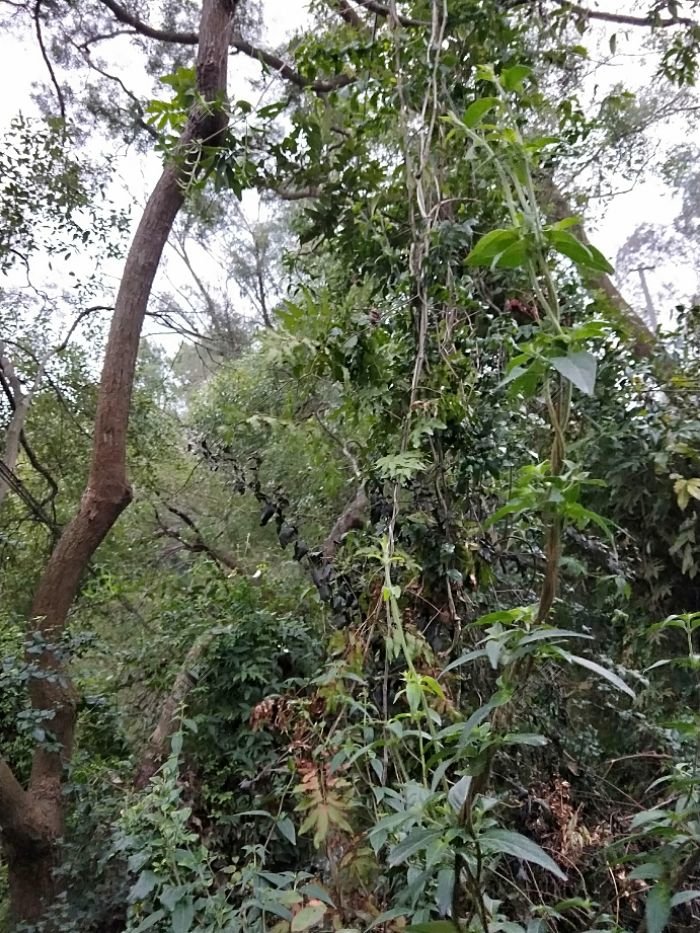 IMG20180202073445.jpeg