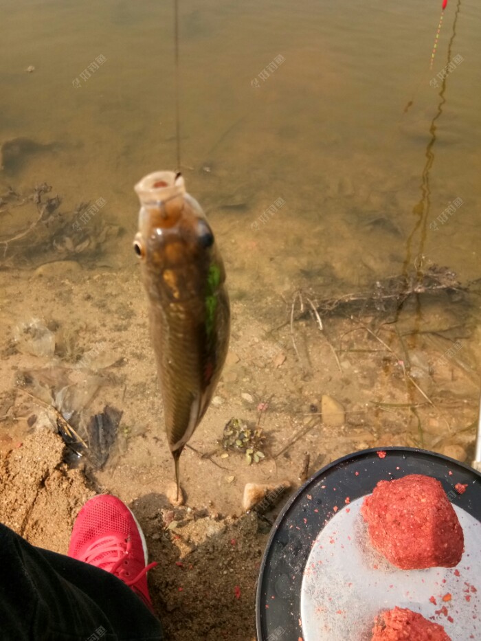 鲫鱼一尾,今天貌似鲫鱼口不怎么好,快晌午了,一共才钓了两尾。