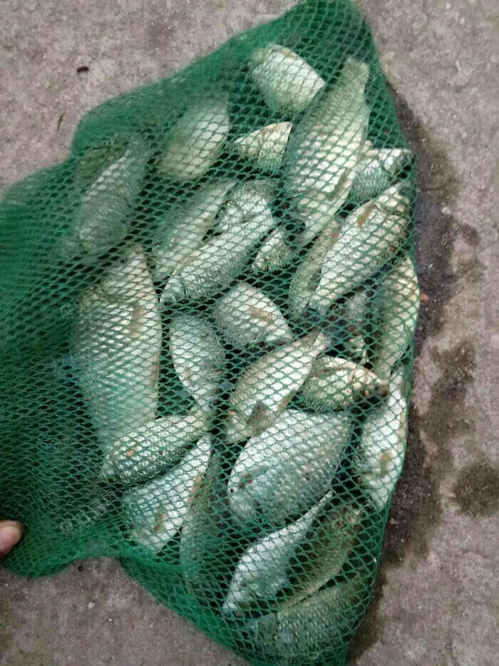 蚯蚓自制酒米,钓获大板鲫